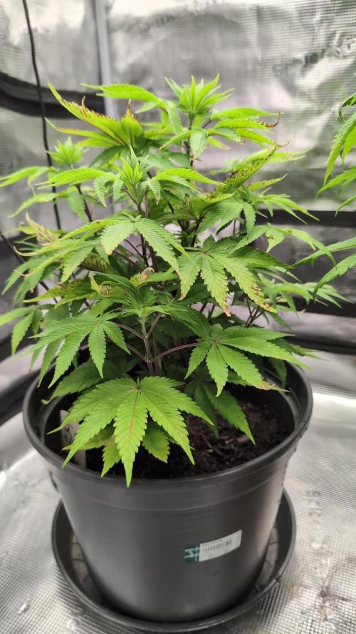 Purple Punch. Week 7