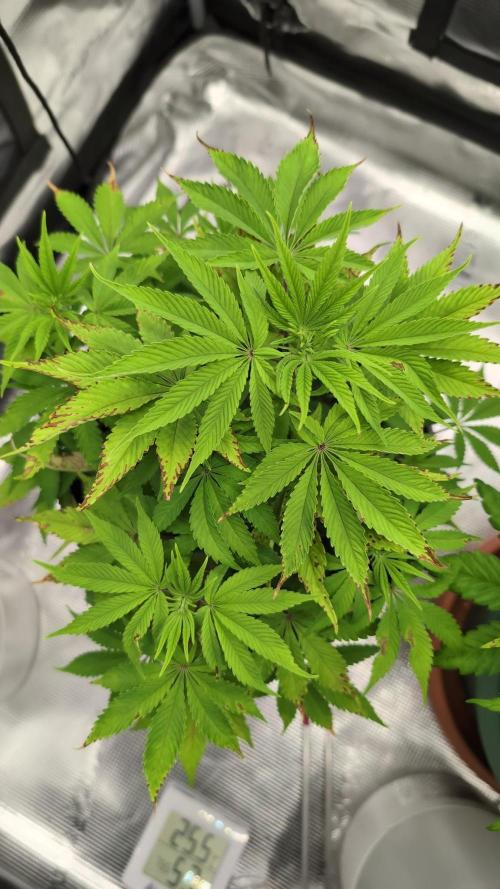 Purple Punch. Week 7