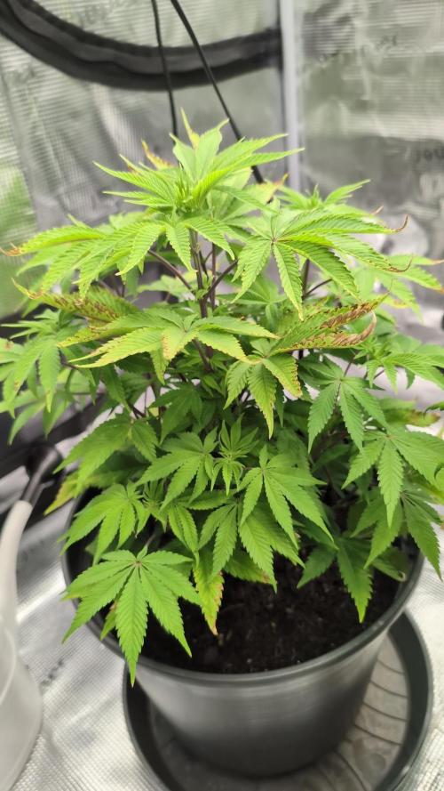 Purple Punch. Week 7