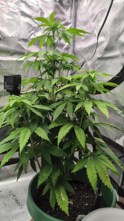 Blue Dream. Week 7