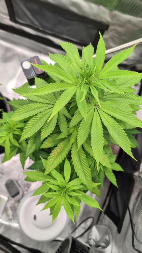 Blue Dream. Week 7