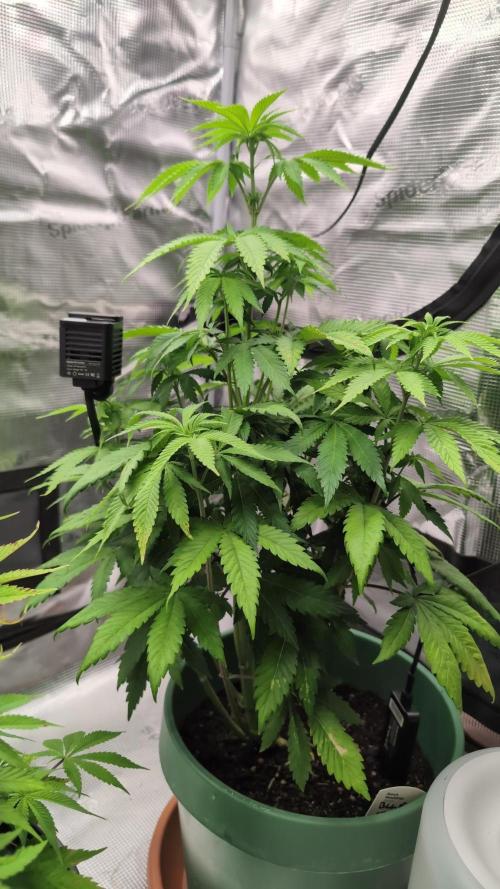 Blue Dream. Week 7