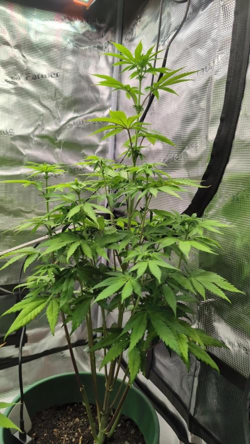 Blue Dream. Week 8