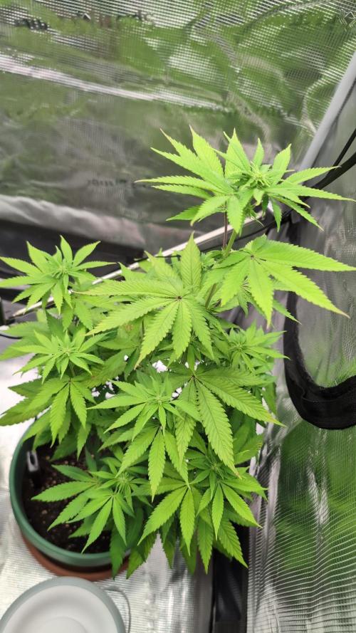 Blue Dream. Week 8