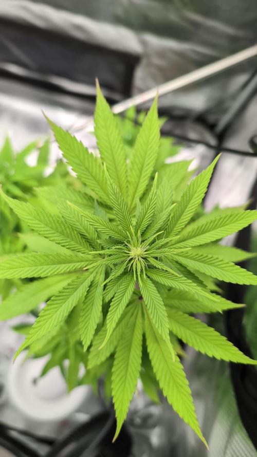 Blue Dream. Week 8