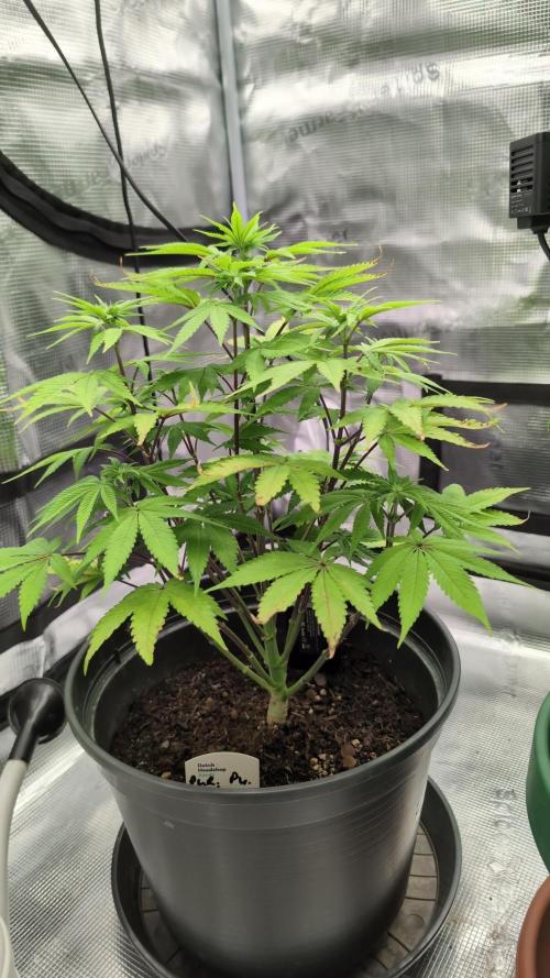 Purple Punch. Week 8