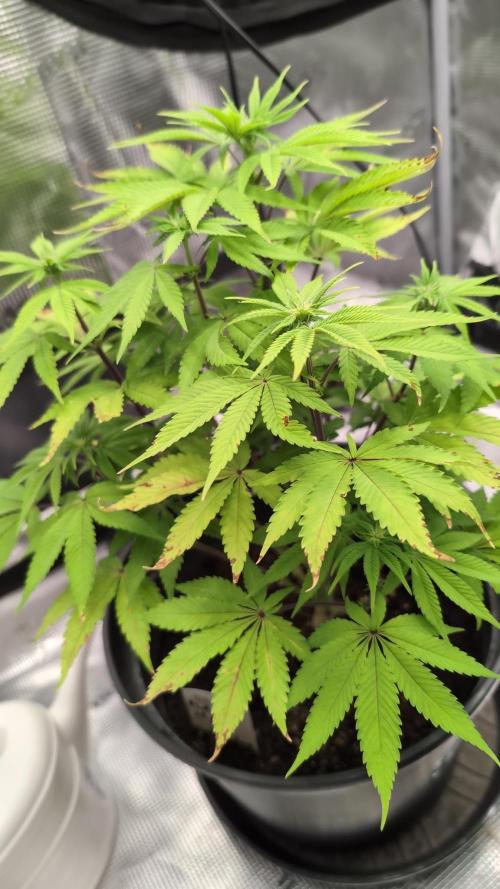 Purple Punch. Week 8