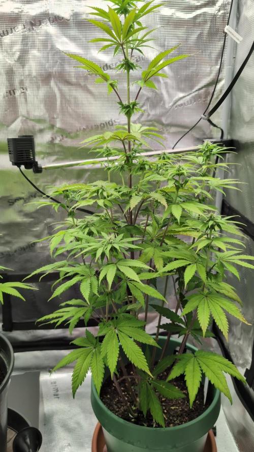 Blue Dream. Week 9