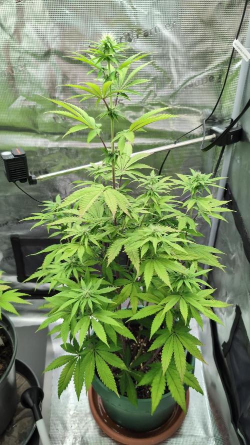 Blue Dream. Week 9