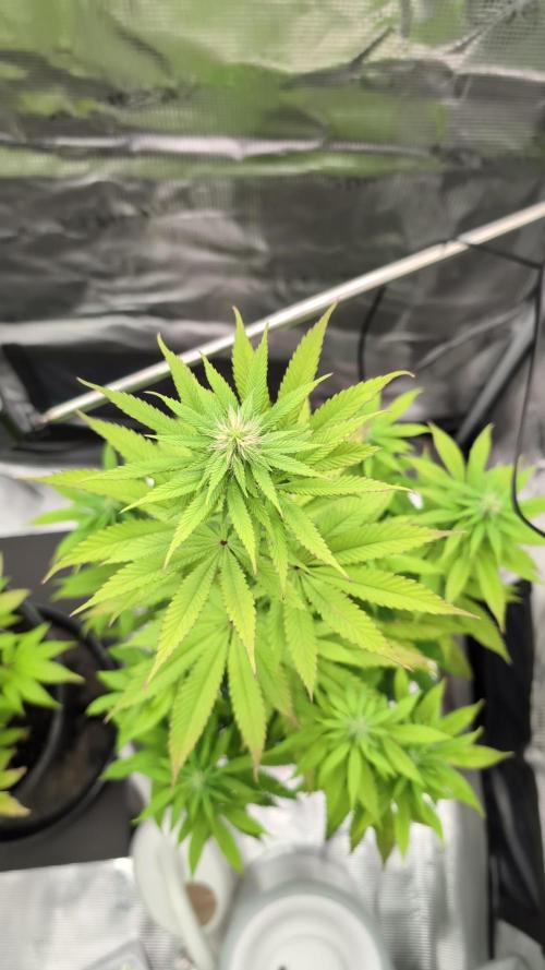Blue Dream. Week 9