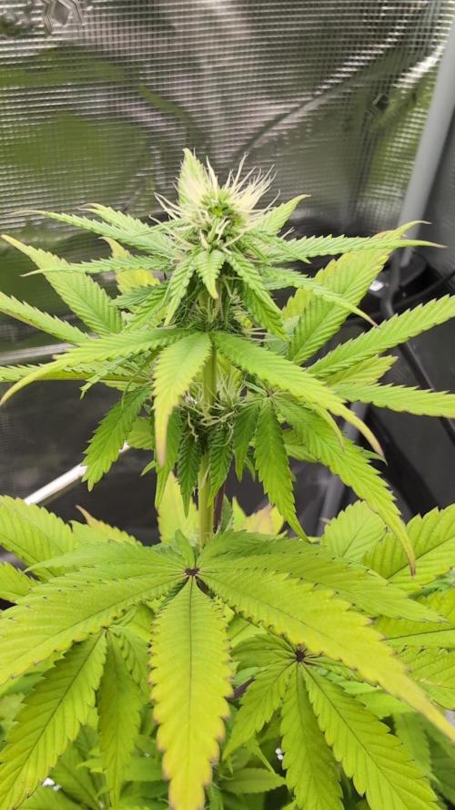 Blue Dream. Week 9