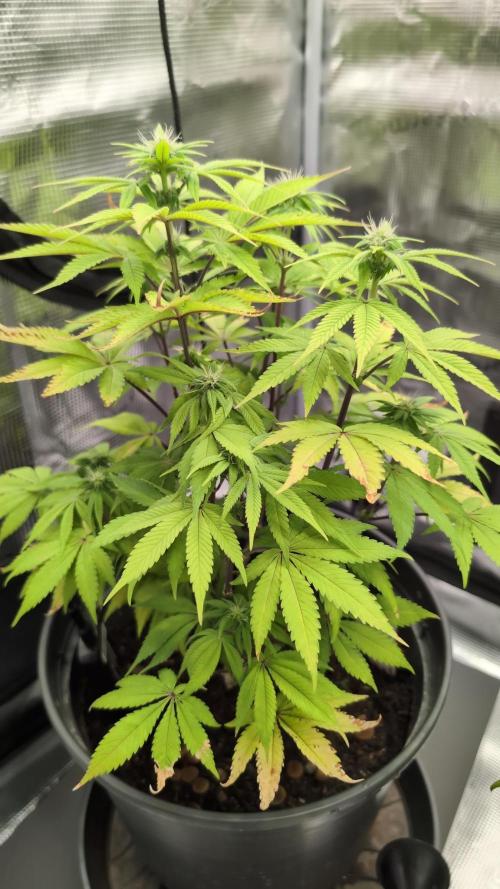 Purple Punch. Week 9