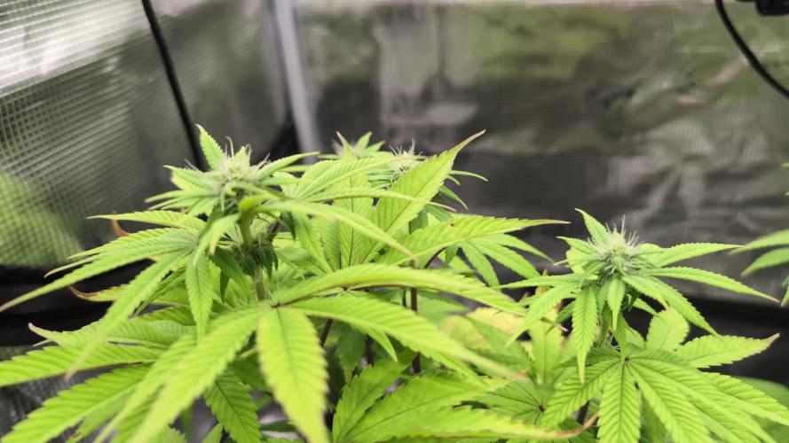 Purple Punch. Week 9