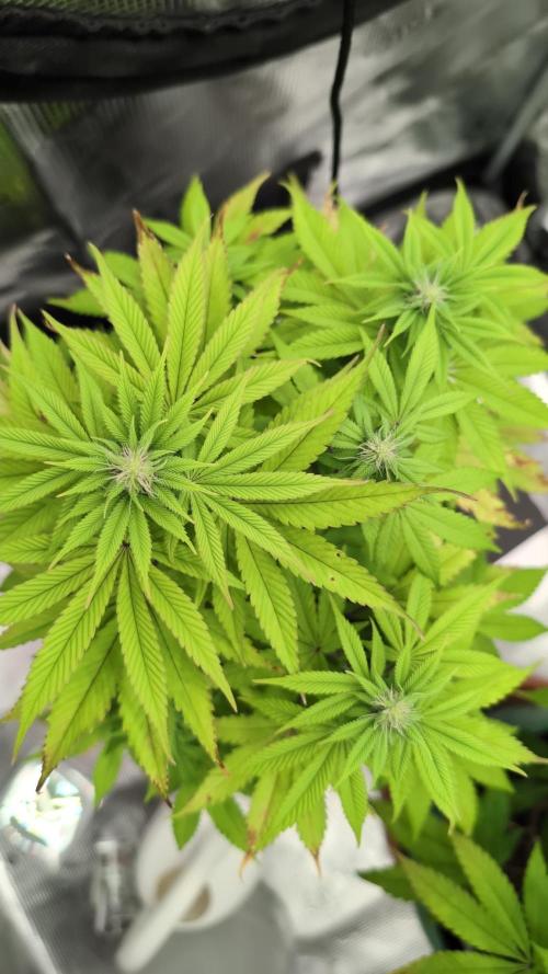 Purple Punch. Week 9