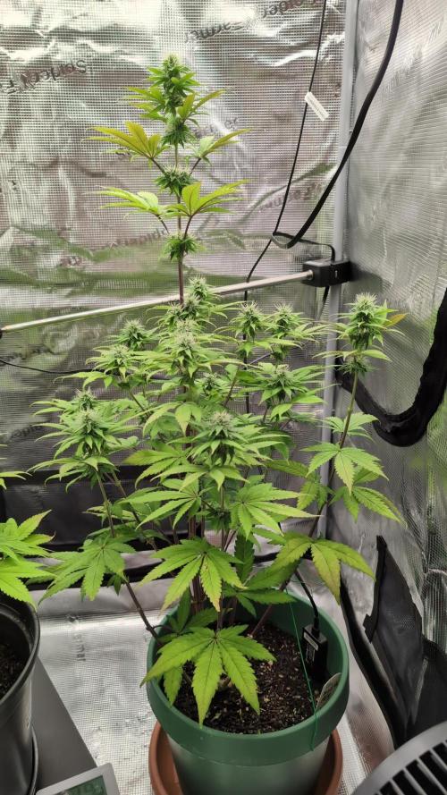 Blue Dream. Week 10