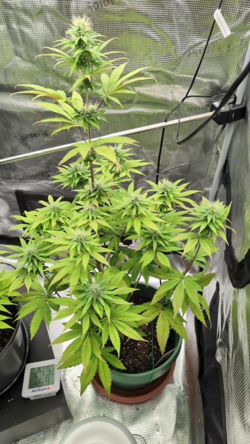 Blue Dream. Week 10