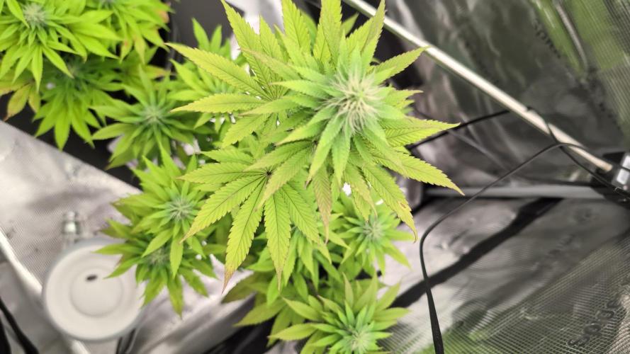 Blue Dream. Week 10