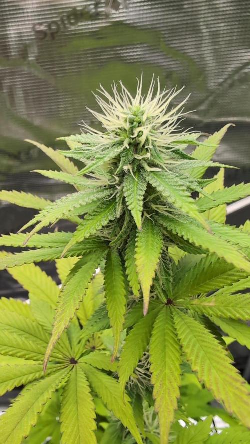 Blue Dream. Week 10