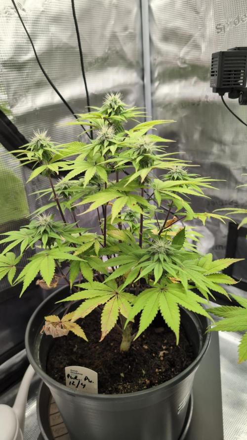 Purple Punch. Week 10