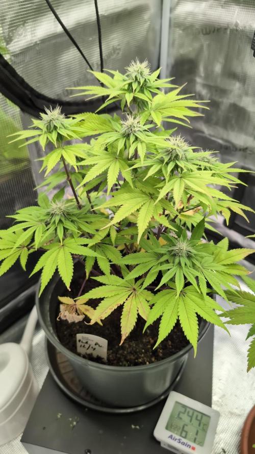 Purple Punch. Week 10