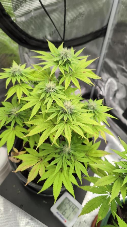Purple Punch. Week 10