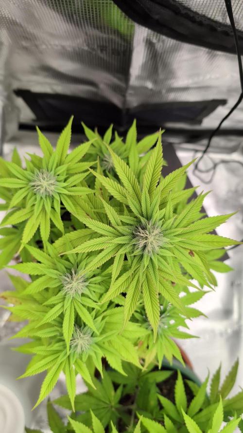 Purple Punch. Week 10