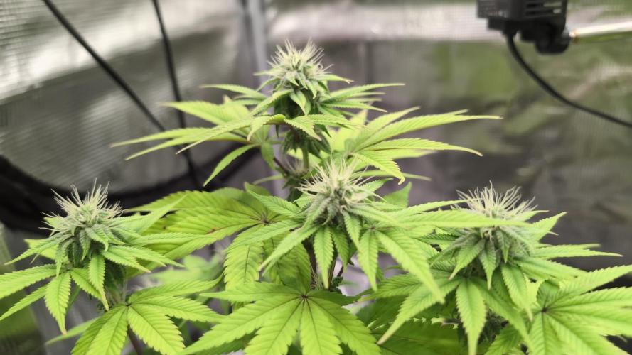 Purple Punch. Week 10