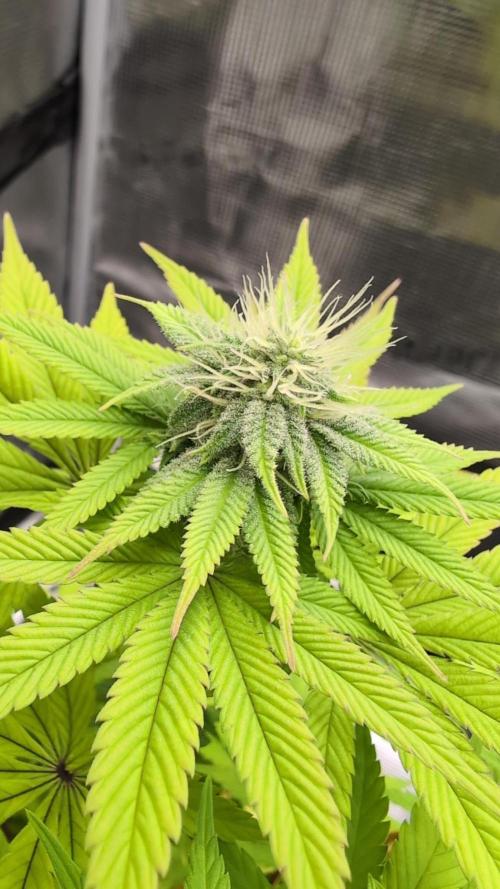 Purple Punch. Week 10