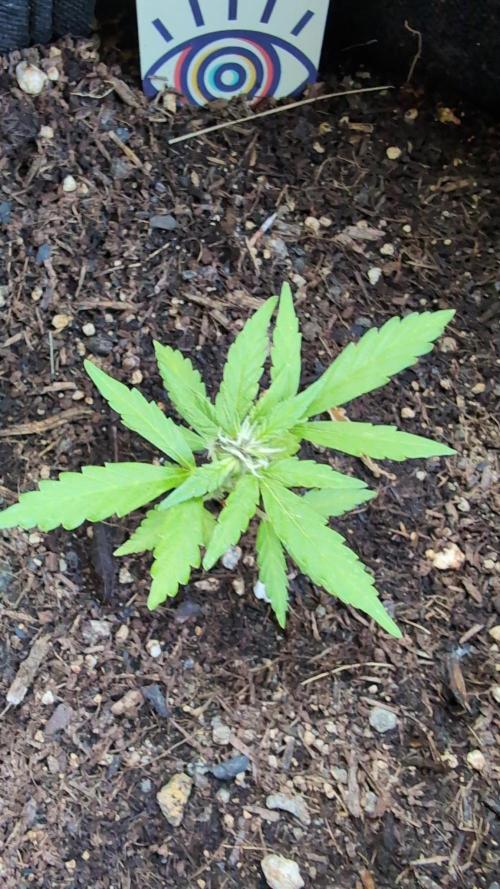 Auto Desfran. Week 7