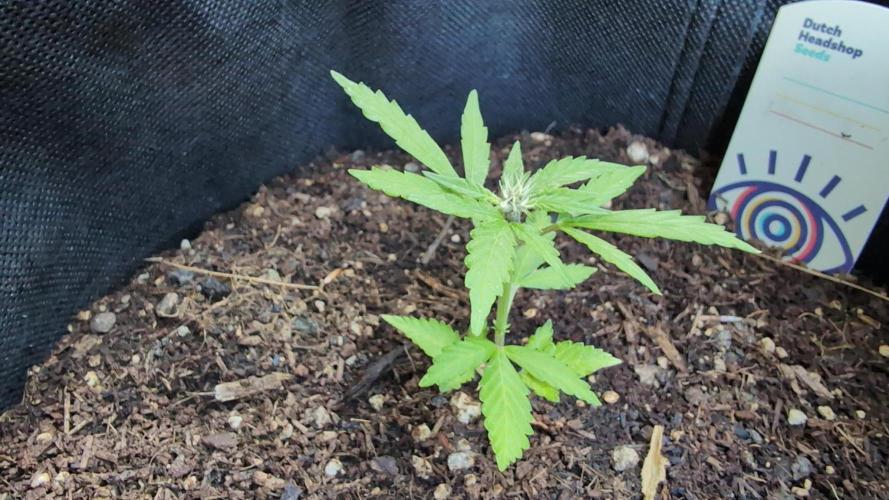 Auto Desfran. Week 7