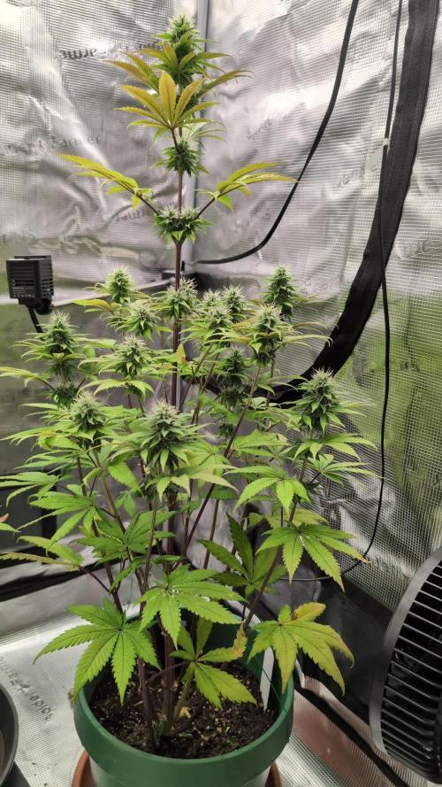 Blue Dream. Week 11