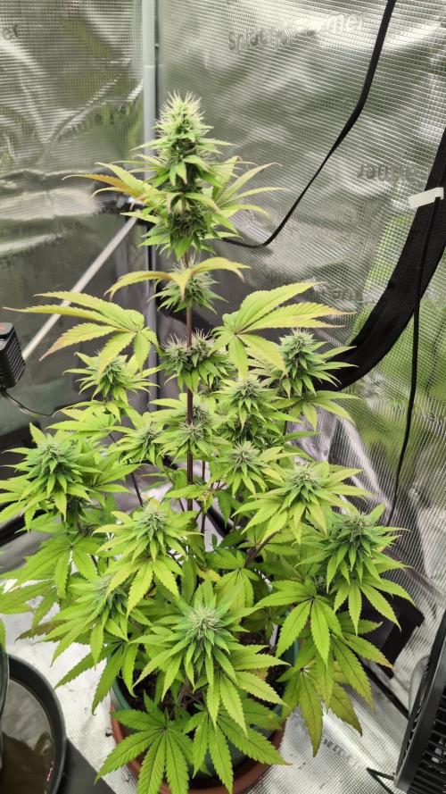 Blue Dream. Week 11