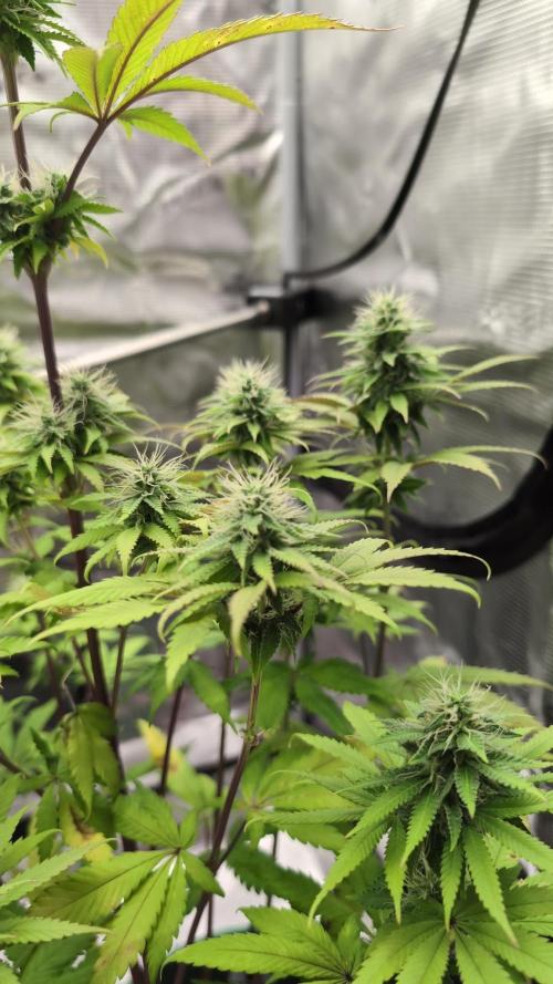 Blue Dream. Week 11