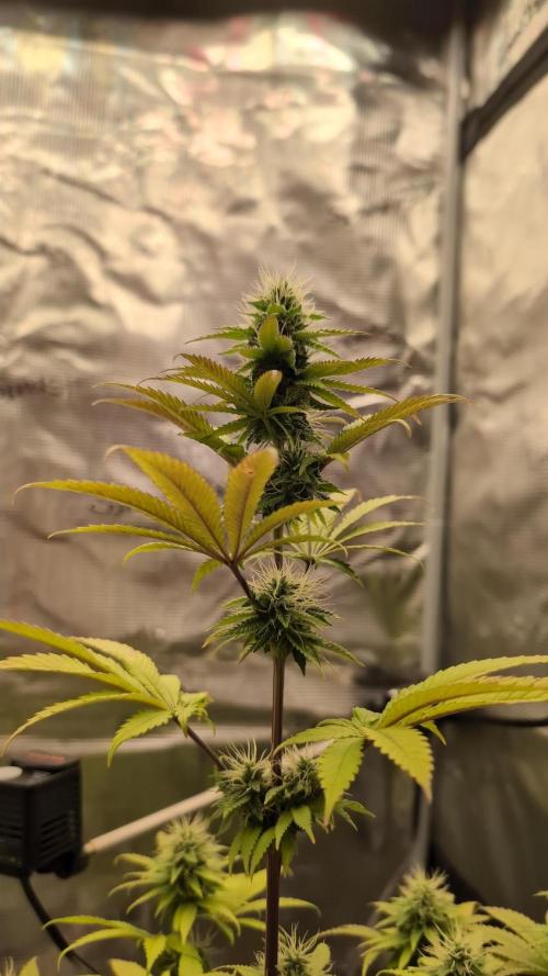 Blue Dream. Week 11