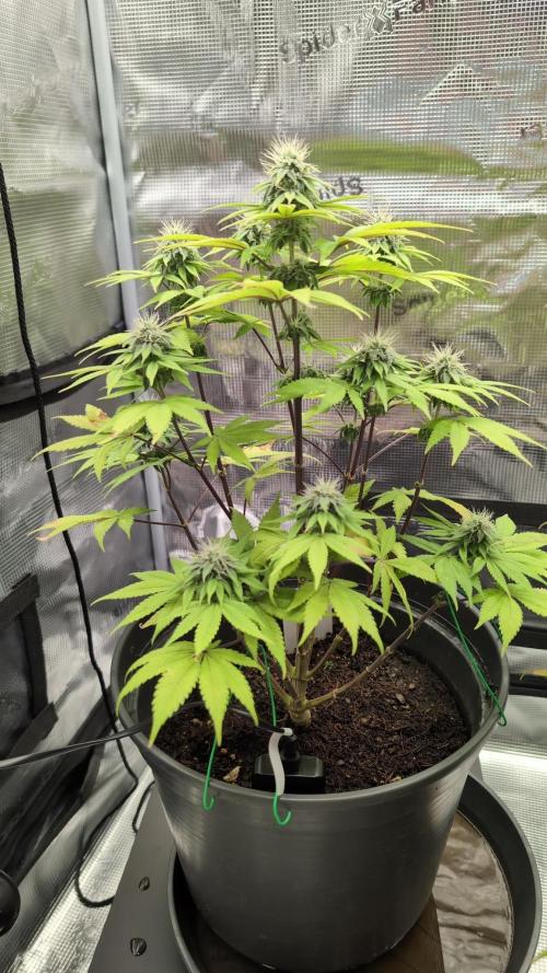 Purple Punch. Week 11