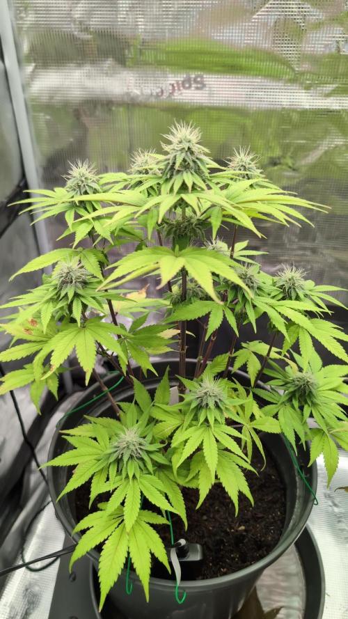 Purple Punch. Week 11