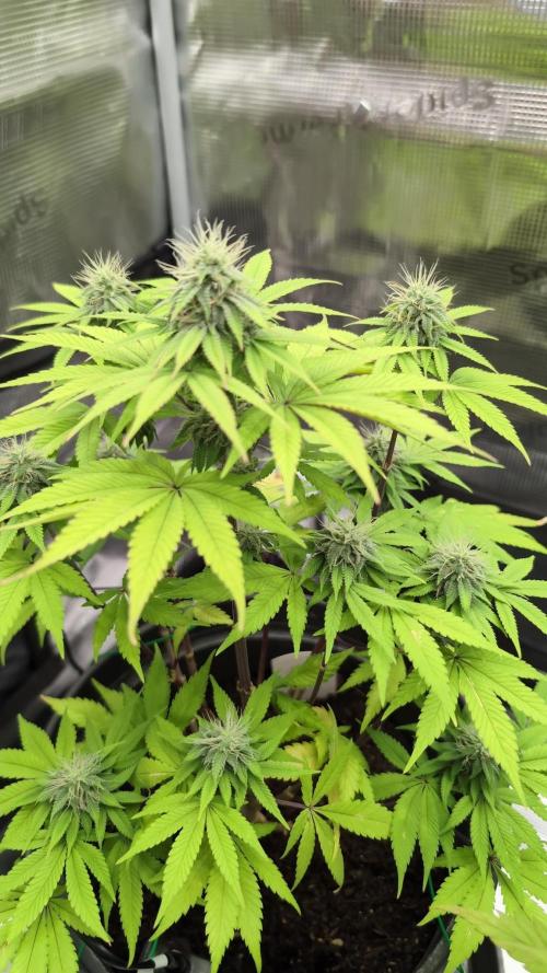 Purple Punch. Week 11