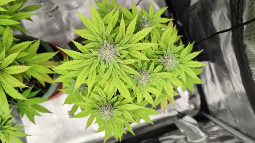 Purple Punch. Week 11