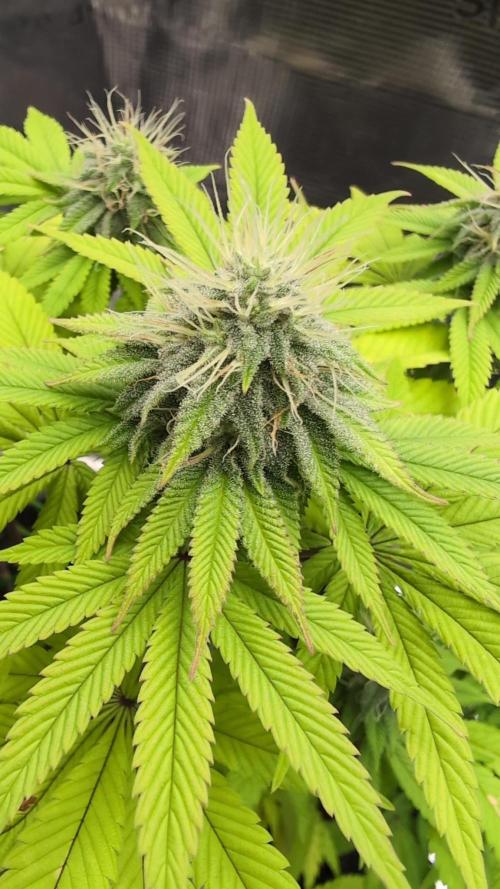Purple Punch. Week 11