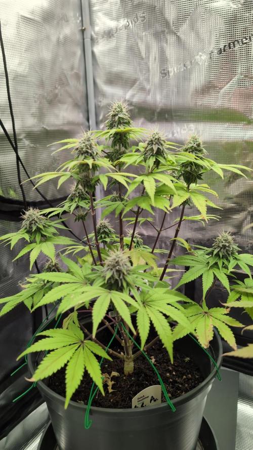 Purple Punch. Week 12