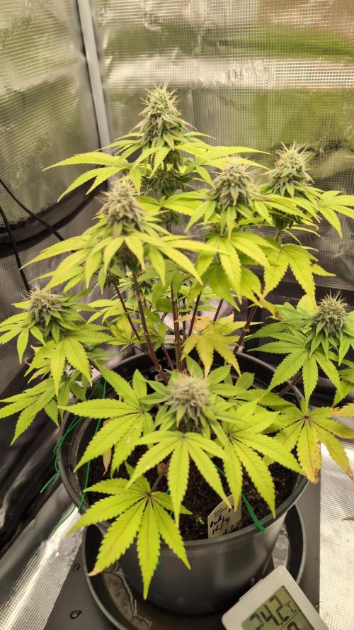 Purple Punch. Week 12