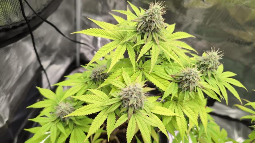 Purple Punch. Week 12