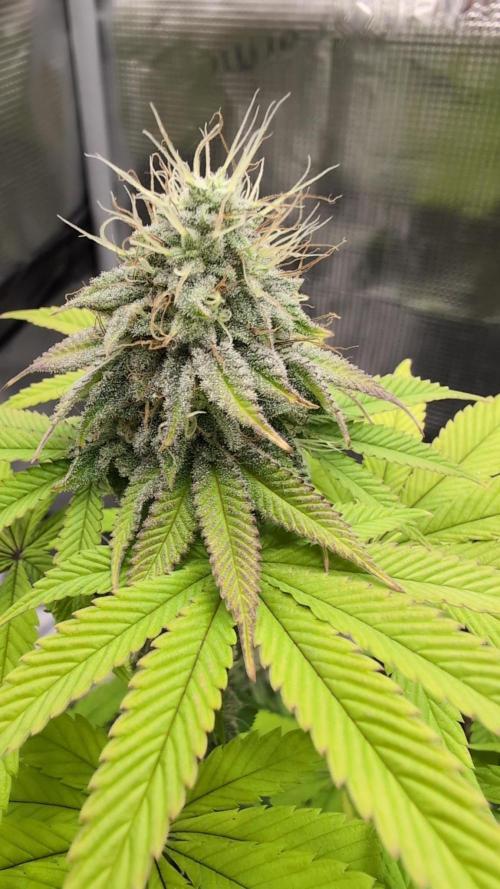 Purple Punch. Week 12