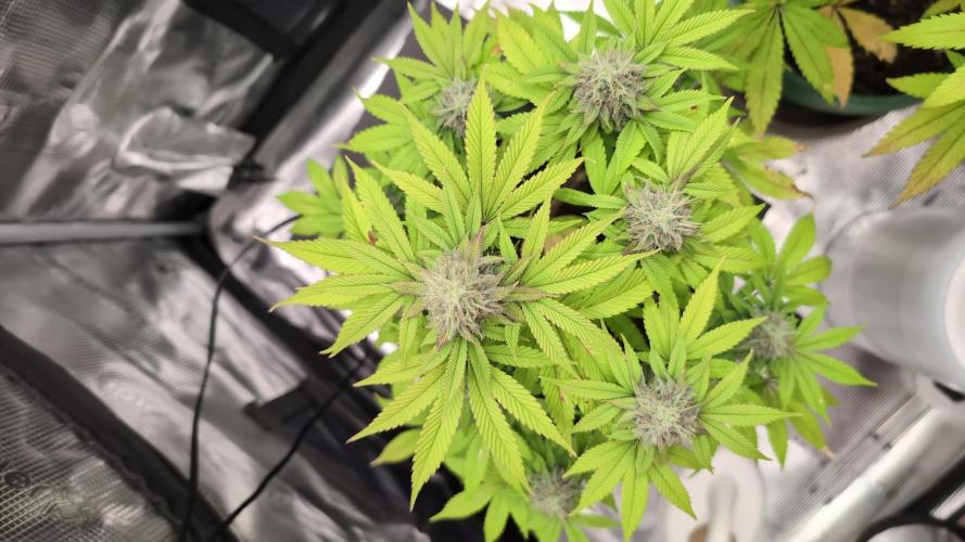 Purple Punch. Week 12