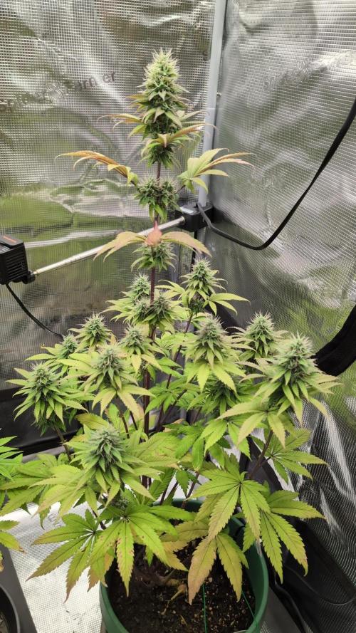 Blue Dream. Week 12