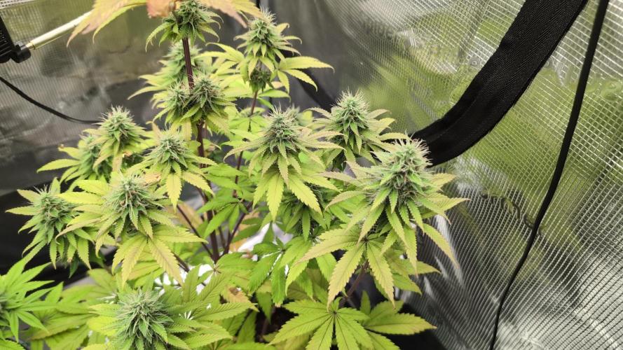 Blue Dream. Week 12
