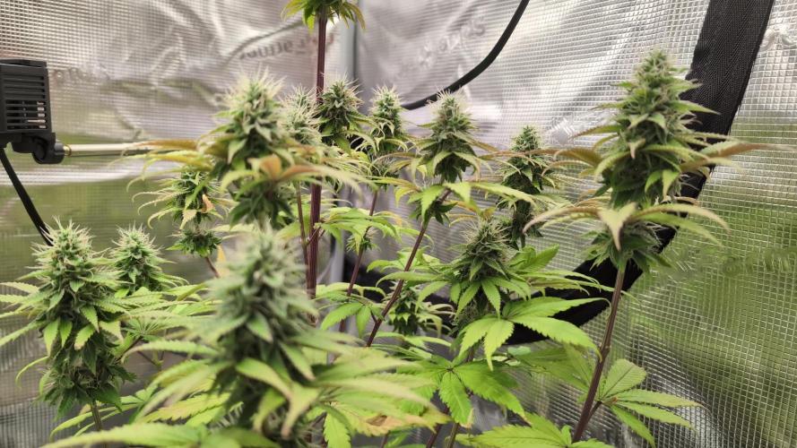 Blue Dream. Week 12