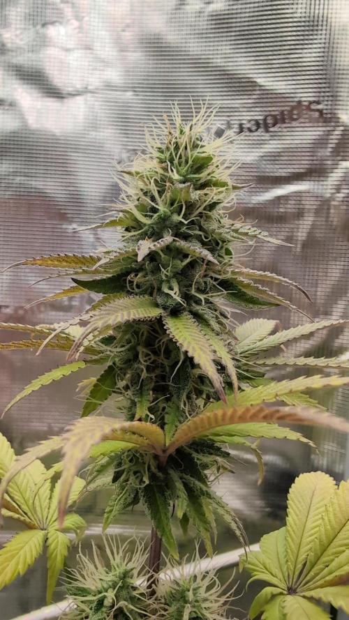 Blue Dream. Week 12