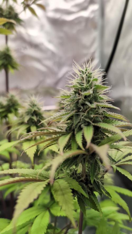 Blue Dream. Week 12