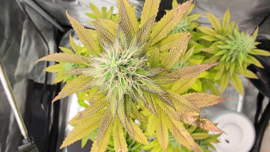 Blue Dream. Week 12